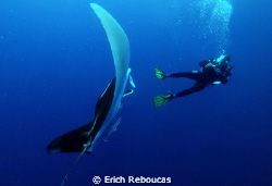 Diver and Manta by Erich Reboucas 